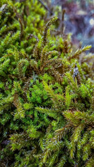 green moss on the tree