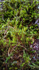 green moss on the ground