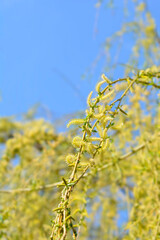 Golden Weeping Willow