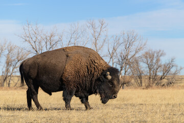 American Bison on the High Plains of Colorado In Winter