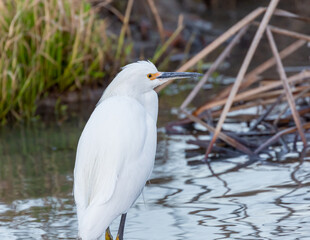 Snowy egret searching for fish in a stream