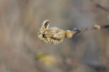 Star magnolia Water Lily