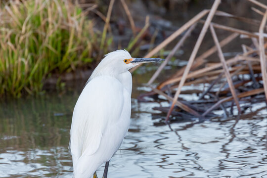Snowy egret searching for fish in a stream