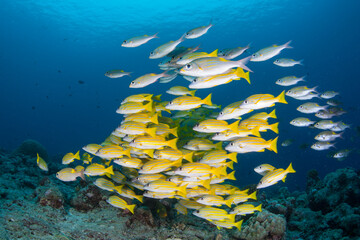 Fototapeta na wymiar A school of colorful snapper hovers over a deep coral reef in the Republic of Palau. This tropical island nation is known for its extraordinary marine life and beautiful rock islands.