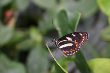 rare butterfly on a flower