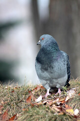 portrait of a indian pigeon sitting on yellow leaves