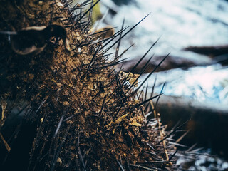 grass in the snow