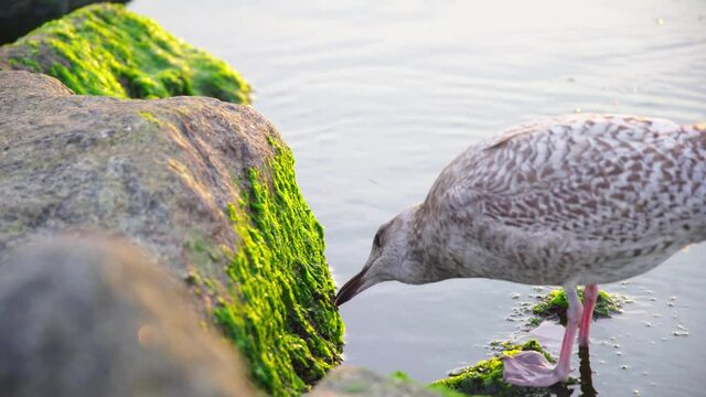 Seagull standing on small rock feeding on algae at sunset