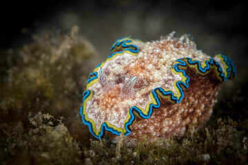 Colorful Nudibranch seaslug crawling along coral reef