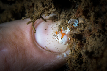 Juvenile warty orang and white clown frogfish