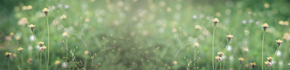 Beautiful coatbuttons or maxican daisy Tridax procumbens flower in nature, white wild weed flower blooming in summer field, Ecology natural landscape cover page