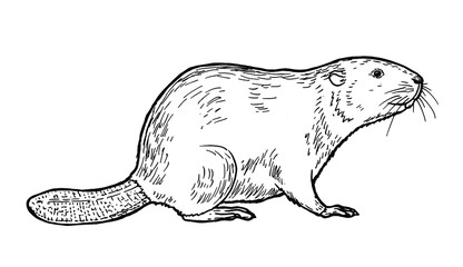 Drawing of beaver - hand sketch of mammal - obrazy, fototapety, plakaty
