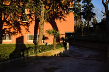 A little palm near a fir tree in the garden of a residential building (Pesaro, Marche, Italy)