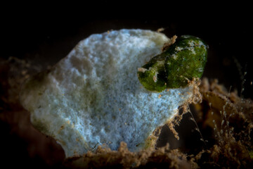 Flatworm crawling across coral reef