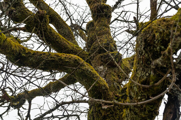 Baum