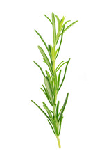 Close-up of a fresh rosemary twig isolated on a white background without shadows
