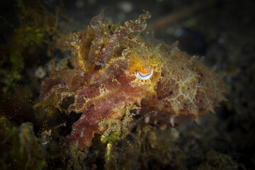 Cuttlefish swimming on coral reef