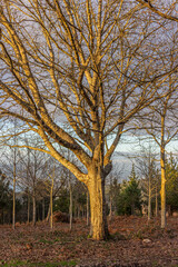 leafless oak illuminated at dusk