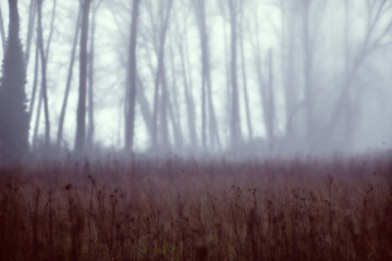 Niebla 2