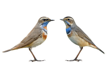Fototapeta premium comparision between early and late winter visitor of Bluethroat, the migrant bird from siberia