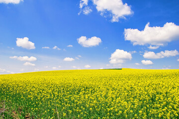 Obraz premium agriculture, colorful meadows with oilseed rape and wheat, flowering canola, bright yellow color.