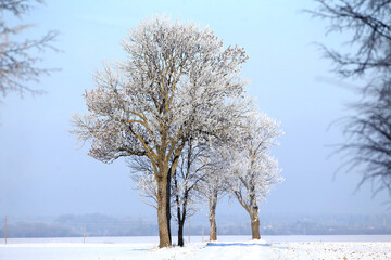 Winter rural road, forest covered with snow