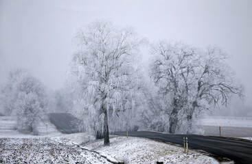 Winter rural road, forest covered with snow