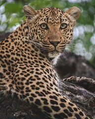 A portrait of a Leopard in a tree
