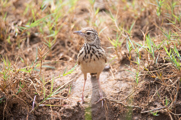 Indian bushlark or Red-winged Bushlark on the ground
