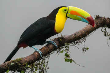 A keel-billed toucan (Ramphastos sulfuratus) perches on a tree branch in Laguna del Lagarto, Costa Rica