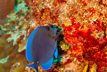 Side view of a Blue Tang Surgeonfish