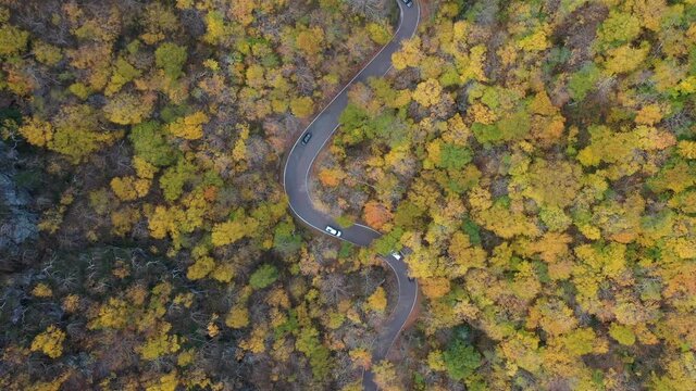 Birds Eye Aerial View of Traffic on Curvy Road in the Middle of Forest in Autumn Foliage. Smugglers Notch Pass, Vermont USA. Top Down Aerial View