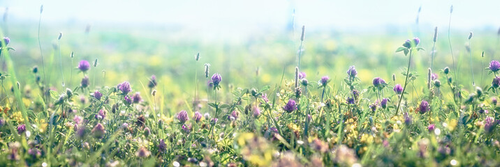 Fototapeta premium Flowering red clover and yellow flowers, beautiful nature in meadow 