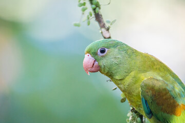 An orange-chinned parakeet (Brotogeris jugularis) perches on a tree branch in Laguna del Lagarto, Costa Rica