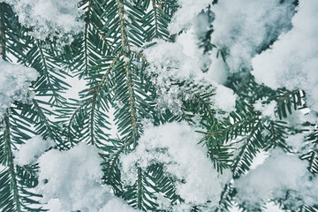 Rami di pino intrappolati nella neve