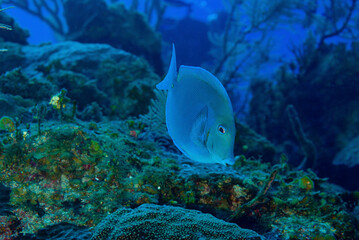 Frontal view of a Blue Tang Surgeonfish