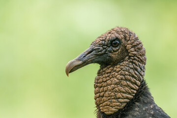 Black vulture (Coragyps atratus), Laguna del Lagarto, Costa Rica