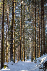 Fototapeta premium Hiver et sous-bois