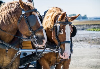 Portrait de chevaux de trait.  © Bernard GIRARDIN