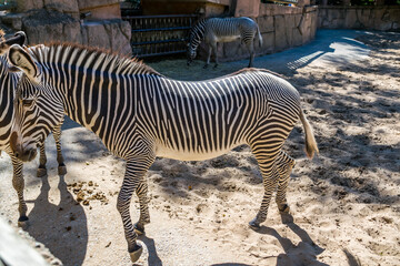 Fototapeta na wymiar Zèbre photographiés dans un parc animalier. 