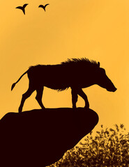 silhouette of wild boar in forest.