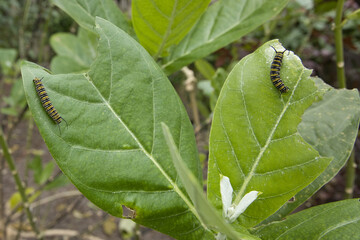 Monarch Butterfly Caterpillar on Giant Milkweed plant