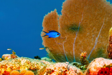 Blue Chromis swimming in front of Sea Fan
