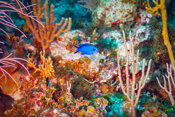 Blue Chromis swimming in front of coral