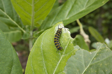 Monarch Butterfly Caterpillar on Giant Milkweed plant