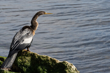Anhinga Bird looking out into the ocean under the Stuart Causeway in Florida
