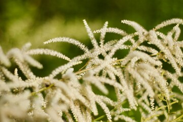 fluffy white flower branch at midsummer, blurry backround