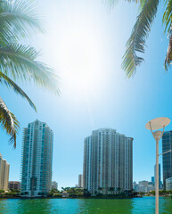 Fototapeta na wymiar Palm trees and skyscrapers in Miami river walk