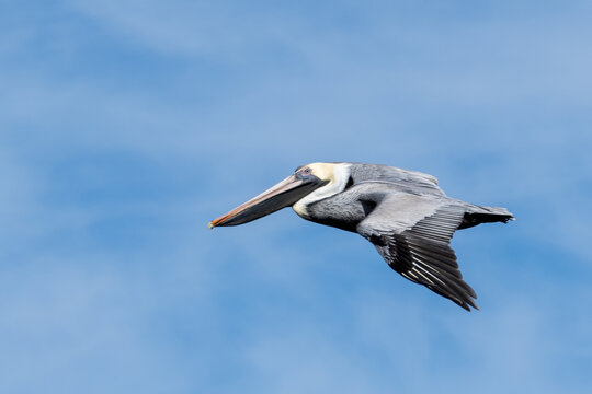 Brown Pelican Flying over the ocean in Florida