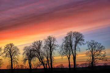 Fototapeta na wymiar tree crowns against the sky after sunset in autumn in Poland 